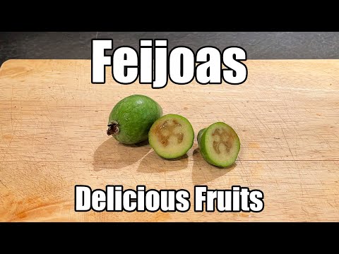 Tasting 'Unique' Pineapple Guavas (Feijoas) - October 2023