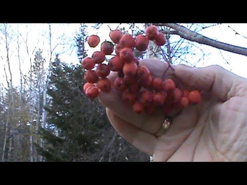 YouTube video about: Are mountain ash berries poisonous to dogs?