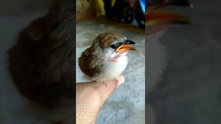 Download lagu Anakan burung kaso-kaso belajar bunyi  #shorts #anakanburung #videoshort #burung mp3