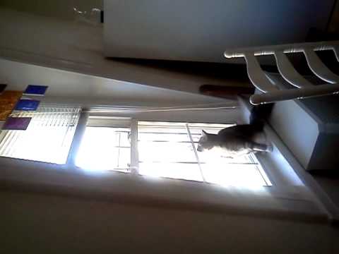 Sage... The mighty huntress after a fly!