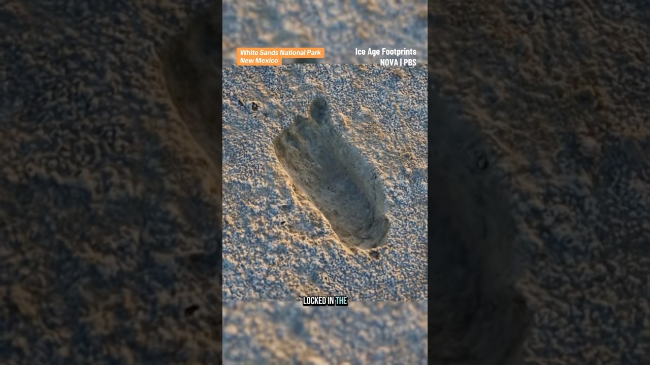 Humans may have lived in North America way earlier than we thought #earlyhumans #humanhistory ￼