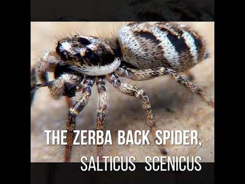 Skákavka pásavá (Salticus scenicus) — terárium, kŕmenie a správanie