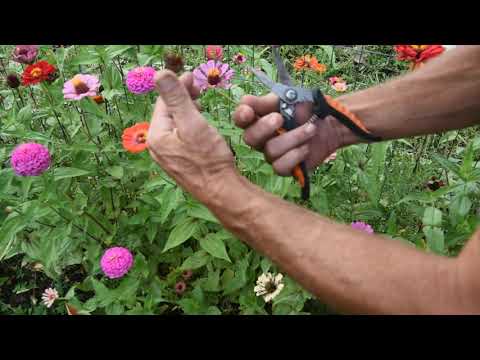 How to Harvest Zinnia Seeds When to harvest Zinnia seeds, collecting and drying Zinnia seeds.