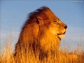 Van Morrison - Listen To The Lion