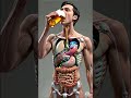 What Happens Inside Your Body When You Drink Beer