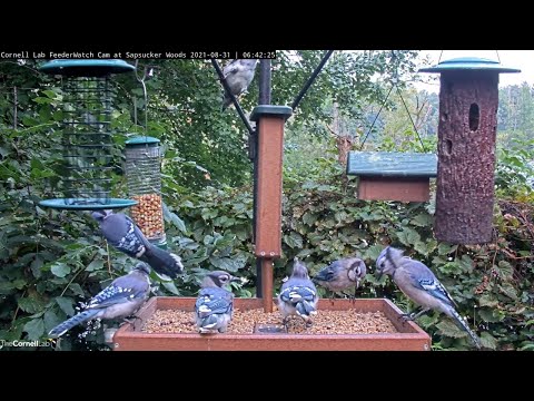 Blue Jay Bonanza At The Cornell FeederWatch Cam! – Aug. 31, 2021