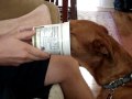 Abby Dog Sticks Face In Yogurt Container