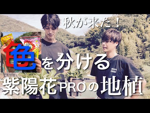 暑くなってしまったアジサイの保存方法は？工場を再び稼働させるための重要なヒント  庭園