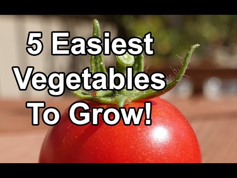 Solutions To Blossom End Rot In Tomatoes etc