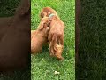 Cavalier King Charles Spaniel dogs for sale: Danny Boy❤️AKC Registered - Video 1