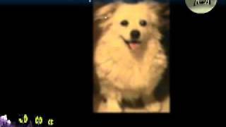 The Pekinese Dog by Matt McGinn of the Calton