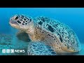 Sea Turtles Can Talk New Study Finds BBC News
