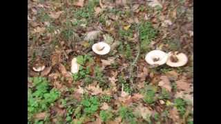preview picture of video 'La cules de ciuperci -  To picking  mushrooms'
