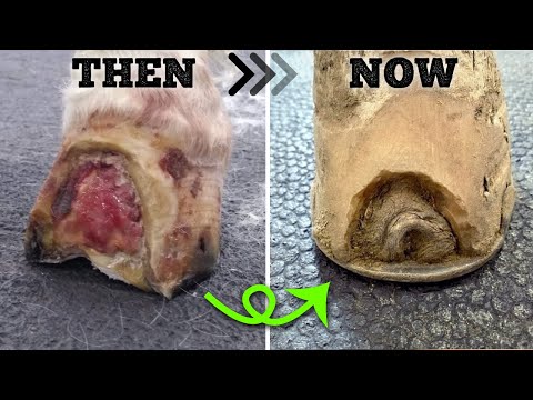 Therapeutic Horseshoeing // Making Progress!! // Pinto Bean Update