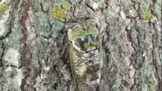 Pt 2 Cicadas In Arkansas Up Close And Personal !