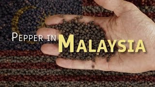 preview picture of video 'Malaysia to more than double current pepper production & export levels by 2020'