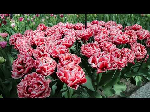 Hollanda'nın lale bahçesi Keukenhof ziyaretçilerine kapılarını açtı
