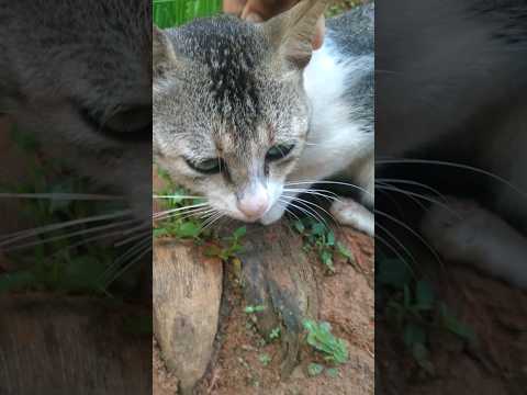 𝙳𝙾𝙽'𝚃 𝚈𝙾𝚄 𝙻𝙸𝙺𝙴  𝚃𝙾 𝙼𝙴?🥺🥺🥺|#shortsfeed #shorts #cats #youtubeshorts #ytshorts#shortsvideo #shortsfeed