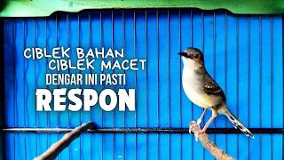 Download lagu CIBLEK SEMI GACOR AMPUH UNTUK PANCINGAN CIBLEK BAHAN DAN MASTERAN CIBLEK MACET SEKETIKA NYAUT mp3