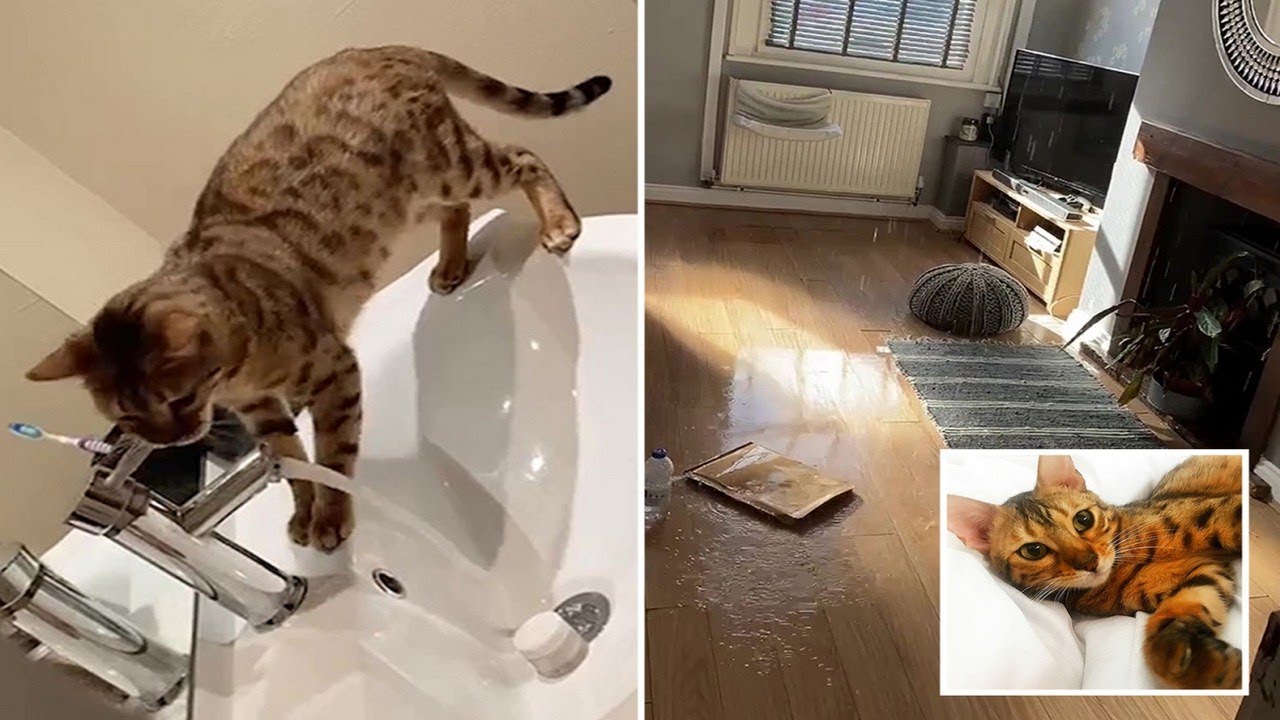 YouTube video preview