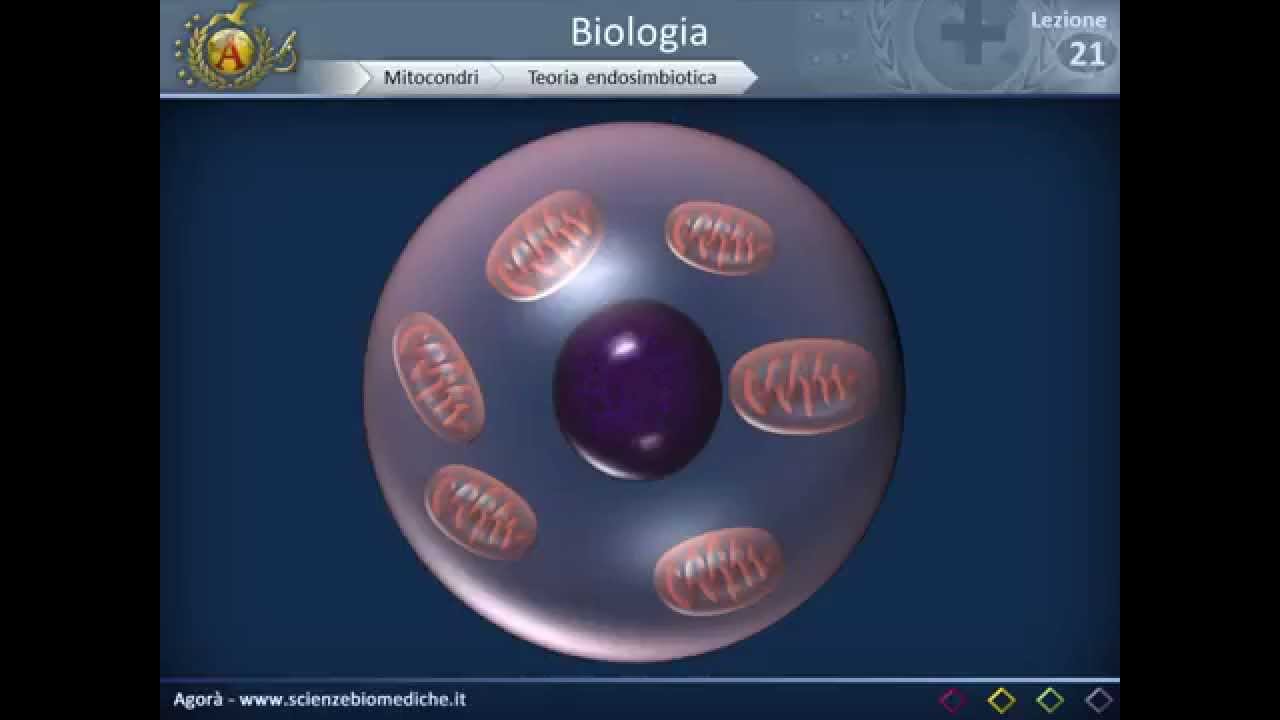 Biologia 21 - Mitocondri
