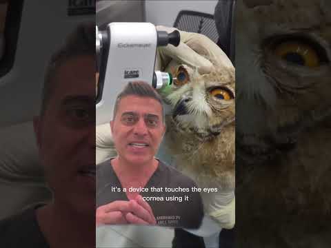 OWL Taking An EYE TEST?