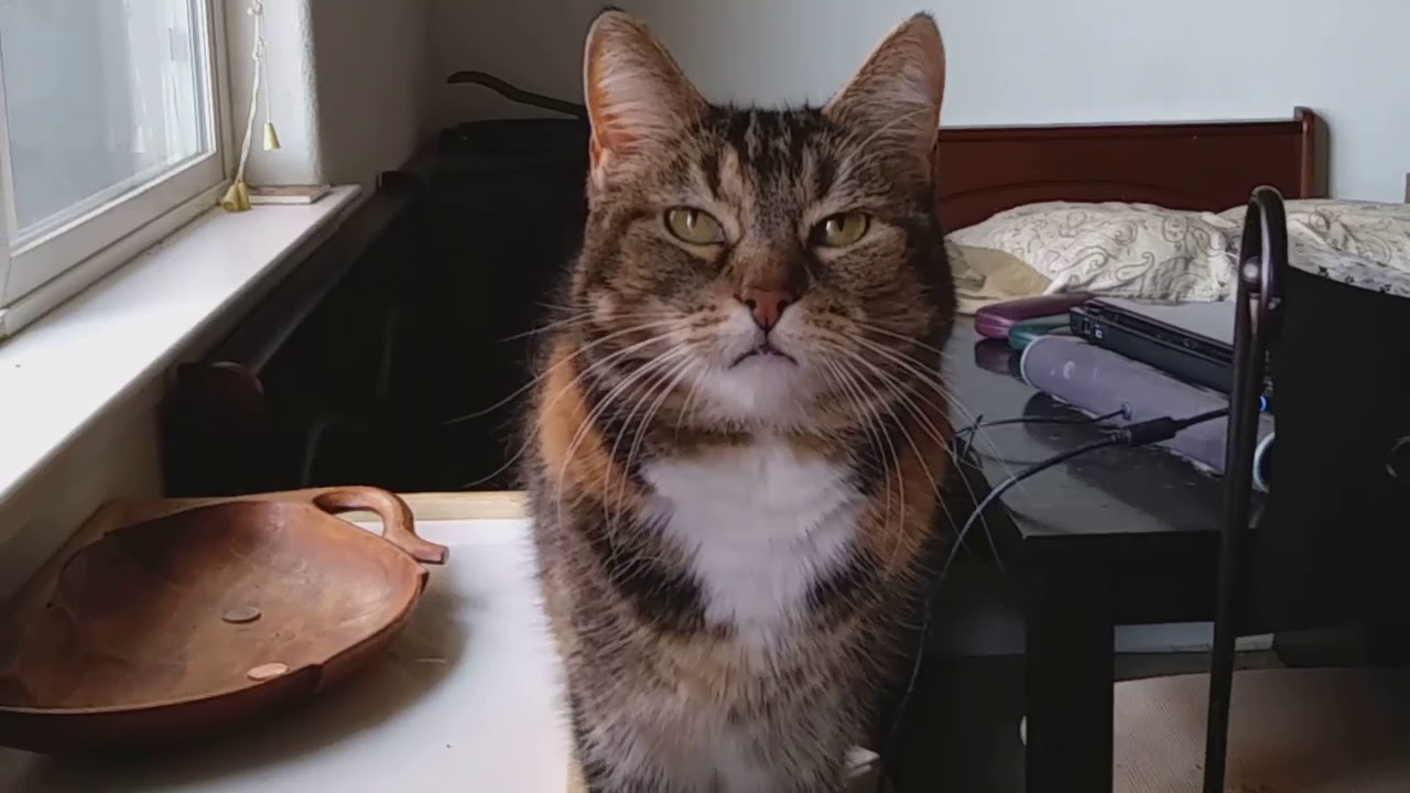 Запустить видео по клику - Как делать игры