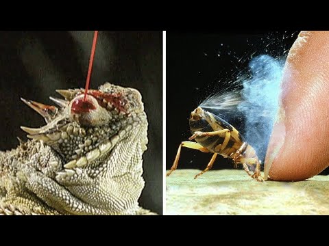 10 Fatal Ways Animals Protect Themselves