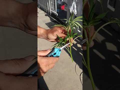What is a Premium Cut? (How to cut a clone.) #cannabis #clones