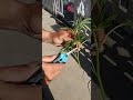 What is a Premium Cut? (How to cut a clone.) #cannabis #clones