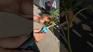 What is a Premium Cut? (How to cut a clone.) #cannabis #clones