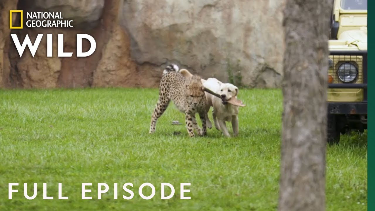 Run Cheetah Run (Full Episode) | Secrets of the Zoo - YouTube