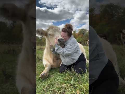 Hugging Cows: A Heartwarming Experience