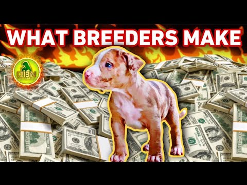 🔥 HOW MUCH MONEY BREEDERS MAKE?🔥 Home Based Business Ideas