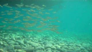 preview picture of video 'School of Fish at Mabua Pebble Beach :)'