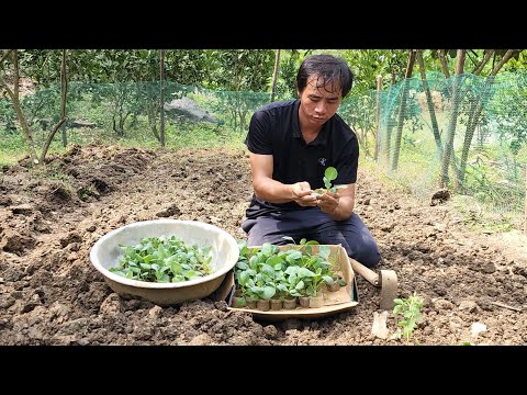 Planting a new vegetable garden, Survival instincts, Building a life (EP 182)