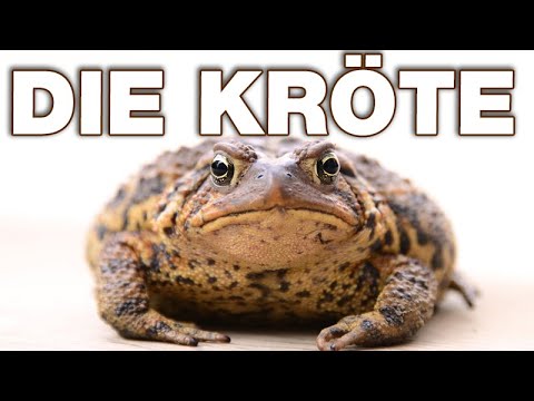 Die Kröte - Anatomie und Biologie | Alternative Fakten fürs Referat | Parodie