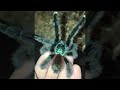 Tarantula Jumps From Hand Toward Terrarium || ViralHog