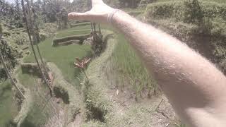 preview picture of video 'Indonesia / Bali / Tegallalang Rice Terrace / 2018 / GoPro / part 2'