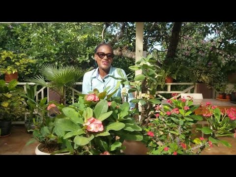 Six Tips for More Beautiful Crown of Thorns