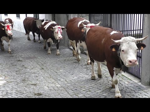 Transhumance in Italy and cow bells