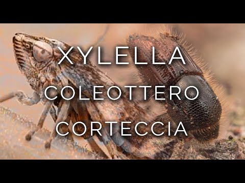 1473-IT INDAGINE, XYLELLA + COLEOTTERO della CORTECCIA - Ipnosi Esoterica ∞ Lucio Carsi