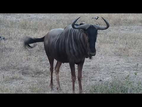 Djuma: Wildebeest bull and Impala herd - 17:22 - 05/07/19