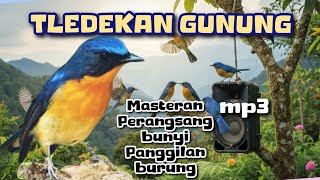 Download lagu mp3 TLEDEKAN GUNUNG masteran|perangsang bunyi|panggilan burung mp3