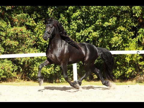 Stal Okkema's Jeldert - Tymen x Jasper - Stallion - 2019 - 1.60m