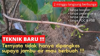 Download lagu A new way of fertilization of any kind of water guava mp3 Download lagu A new way of fertilization of any kind of water guava mp3