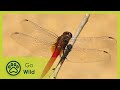 Sky Hunters, The World of the Dragonfly - The Secrets of Nature