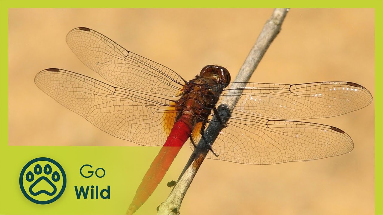 The 8 Best Documentaries About Dragonflies