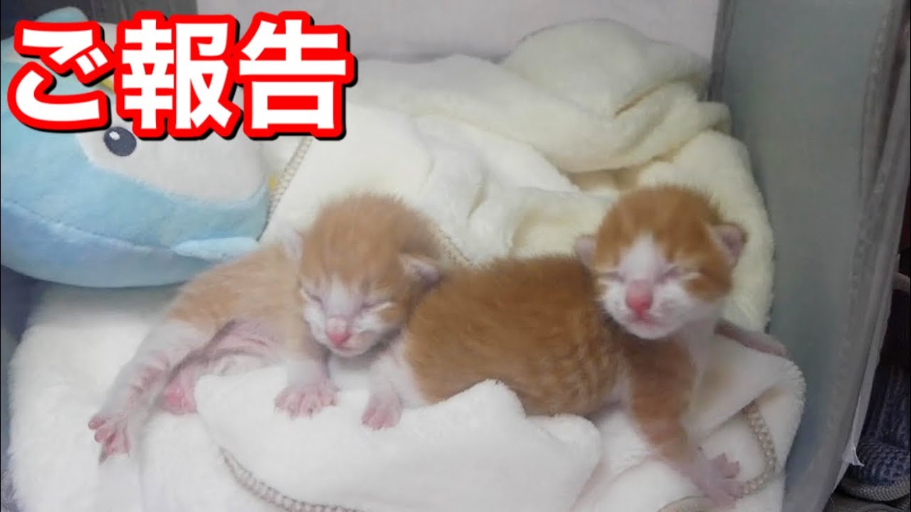 【ご報告】活動休止します。