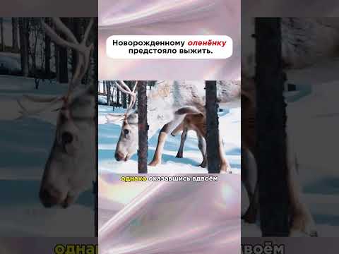 первый день оленя после родов